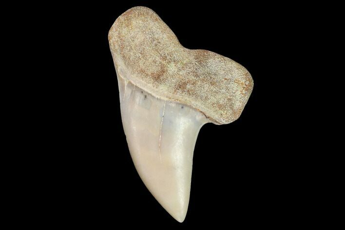 Mako Shark Tooth Fossil - Sharktooth Hill, CA #94708
